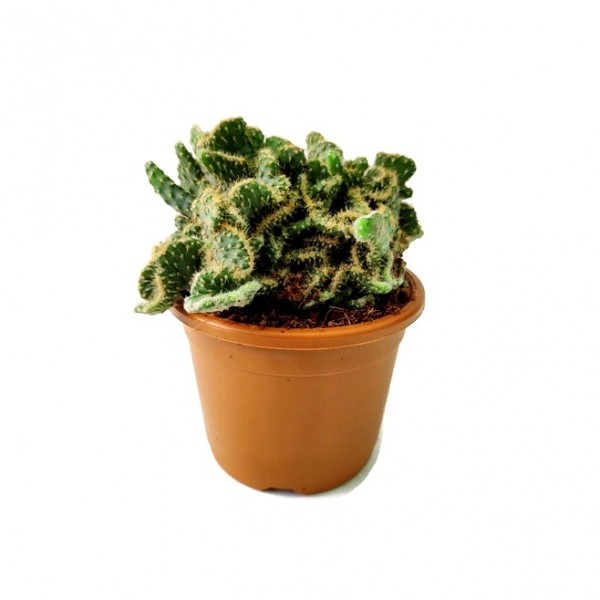 Opuntia Crested Plant - Bunny Ear Cactus